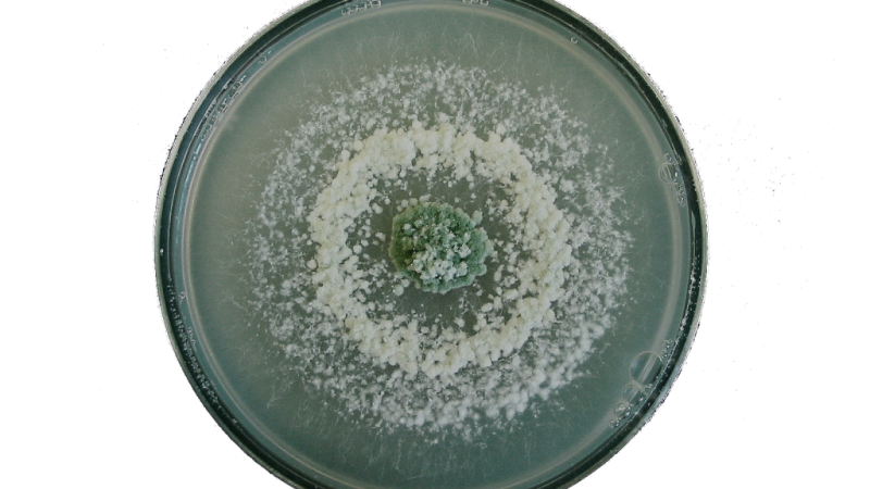 T34 biocontrol placa laboratorio