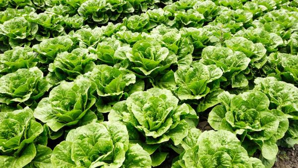 Enfermedades controladas por T34 Biocontrol® para lechugas Fusarium spp. Sclerotinia spp. Rhizoctonia spp. Phytophtora spp. Pythium spp.