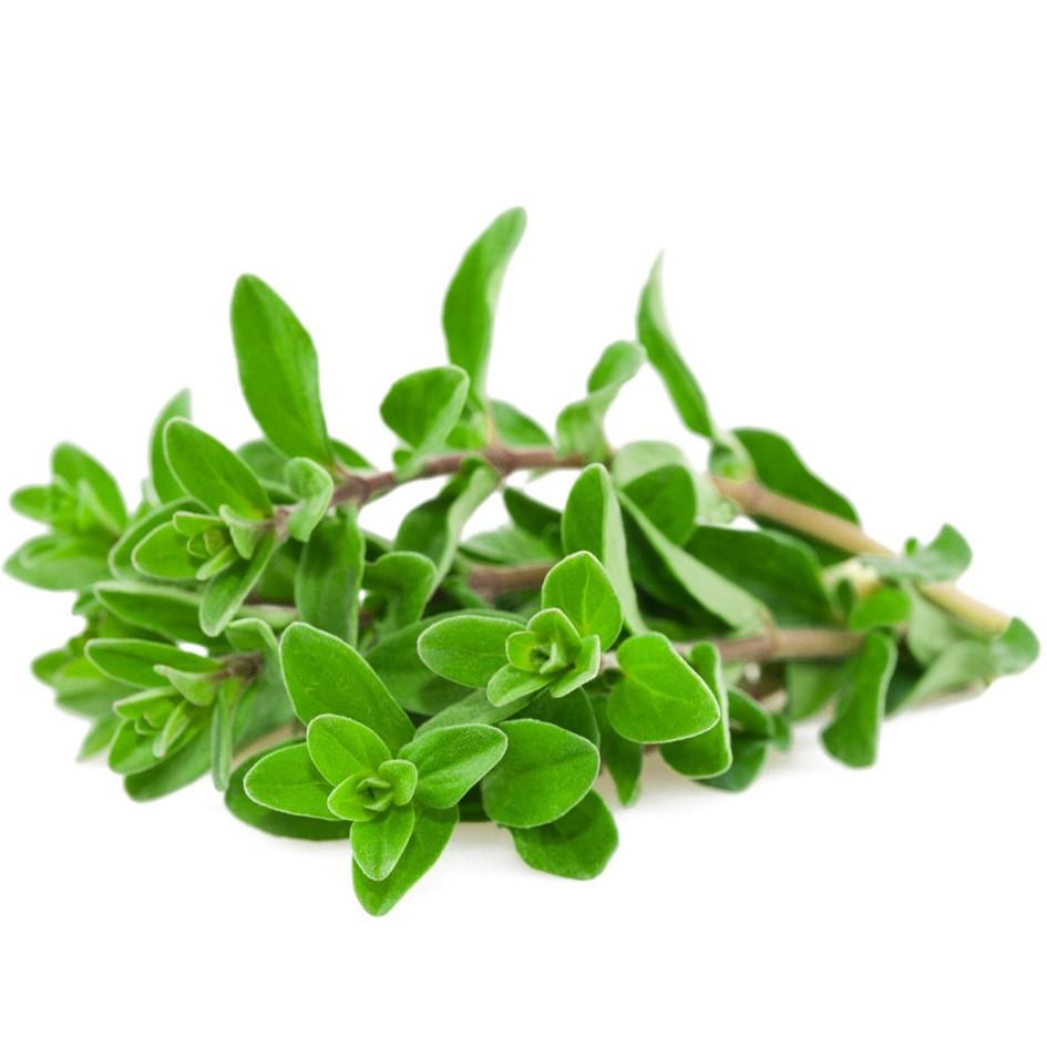 Enfermedades controladas por biofungicida T34 Biocontrol para mejorana. Fusarium spp. Pythium spp.