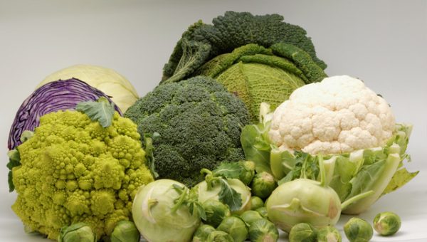 Enfermedades controladas por T34 Biocontrol para brassicas. Fusarium spp. Pythium spp.