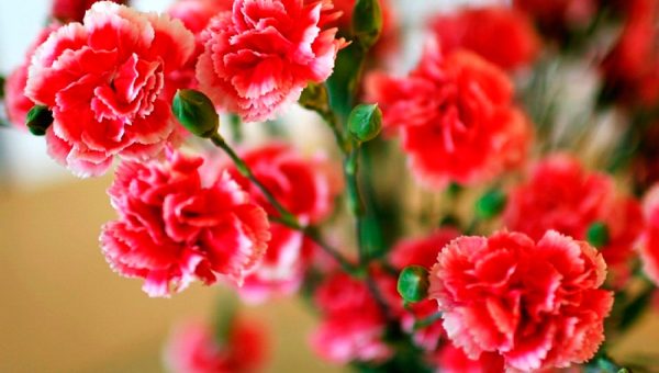 Enfermedades controladas por T34 Biocontrol para claveles. Fusarium spp. Verticillium spp. Rhizoctonia spp. Pythium spp. Phytophtora spp.