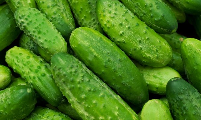 Enfermedades controladas por T34 Biocontrol para pepinos . Fusarium spp. Sclerotinia spp. Rhizoctonia spp. Botrytis spp. Pythium spp. Phytophthora spp.