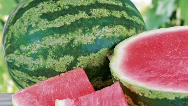 Enfermedades controladas por T34 Biocontrol® para sandÃ­a. Pythium spp. Sclerotinia spp. Rhizoctonia spp. Botrytis spp. Pythium spp. Phytophthora spp.