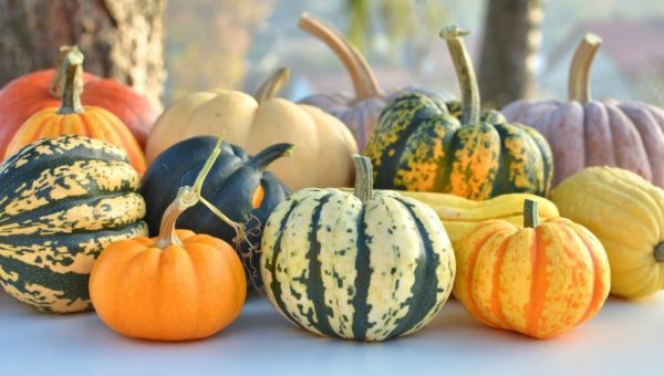 Enfermedades controladas por T34 Biocontrol® para calabazas. Fusarium spp. Pythium spp.