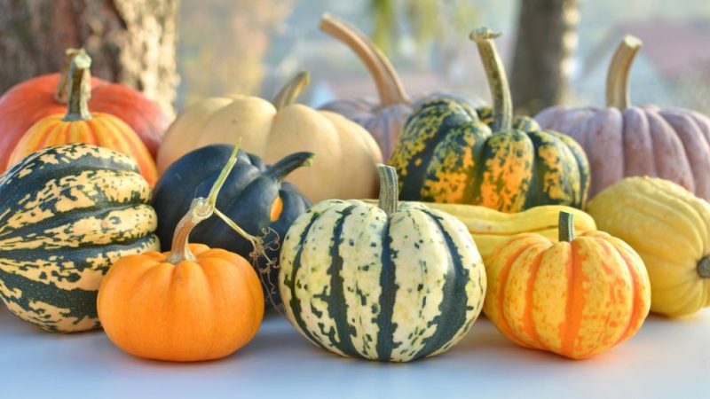 Enfermedades controladas por T34 Biocontrol® para calabazas. Fusarium spp. Pythium spp.