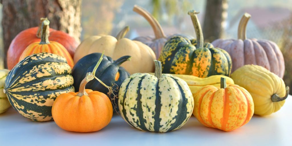 Enfermedades controladas por T34 Biocontrol® para calabazas. Fusarium spp. Pythium spp.