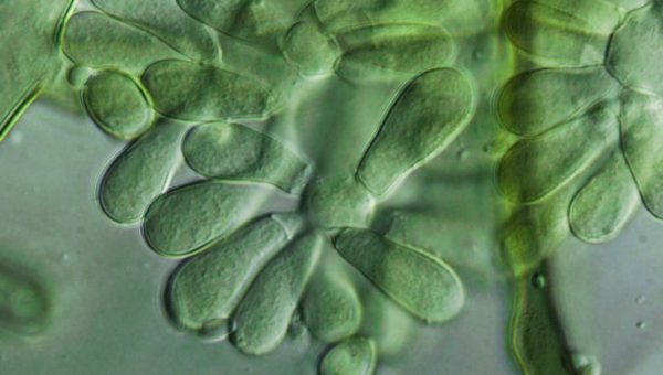 Biofungicida T34 Biocontrol enfermedades autorizadas Botrytis spp.