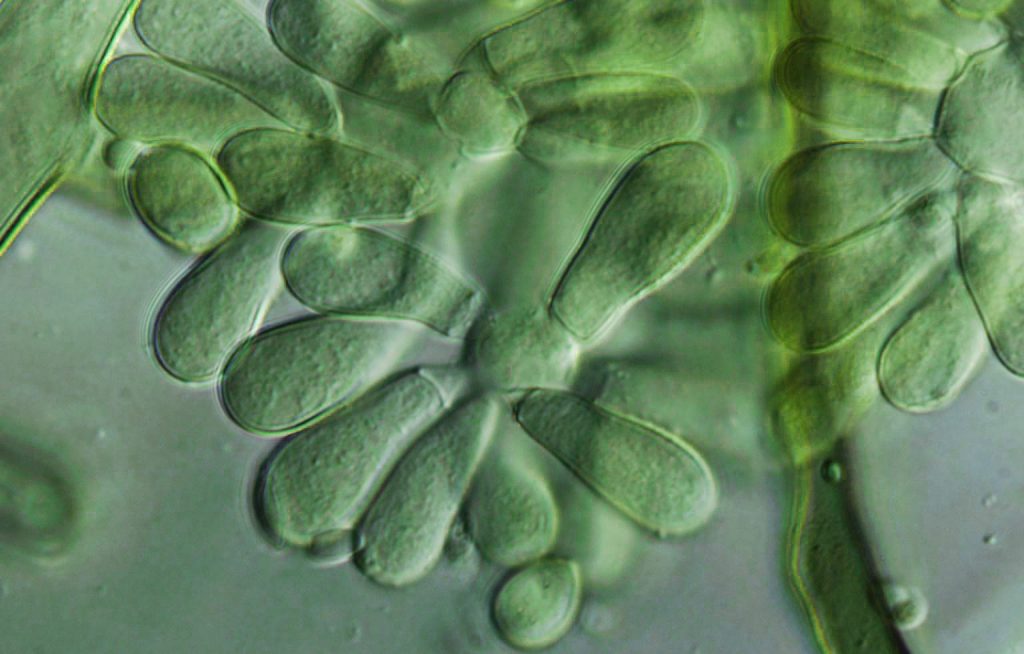 Biofungicida T34 Biocontrol enfermedades autorizadas Botrytis spp.