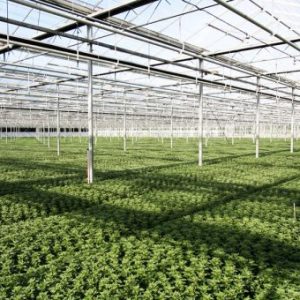 T34 Biocontrol para viveros forestales. Controla enfermedades Fusarium spp. y Pythium spp.