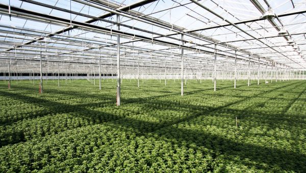 T34 Biocontrol para viveros forestales. Controla enfermedades Fusarium spp. y Pythium spp.