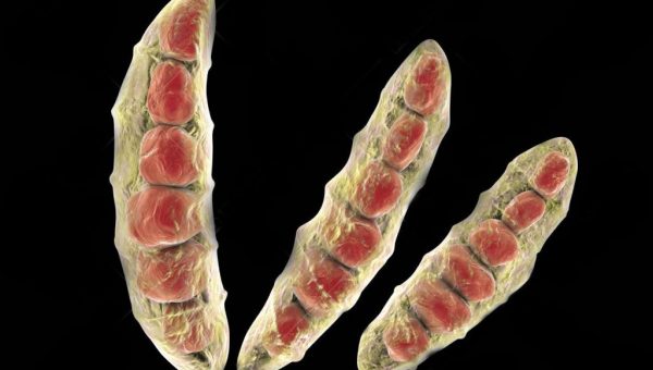 Biofungicida T34 Biocontrol para el tratamientoFusarium spp.