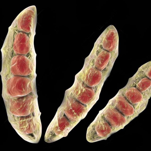 Biofungicida T34 Biocontrol para el tratamientoFusarium spp.