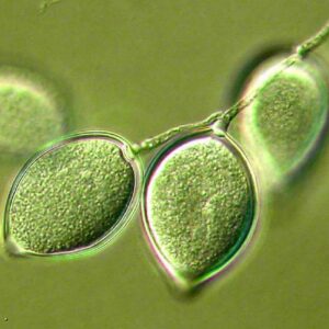 Biofungicida T34 Biocontrol enfermedades autorizadas Phytophtora spp.