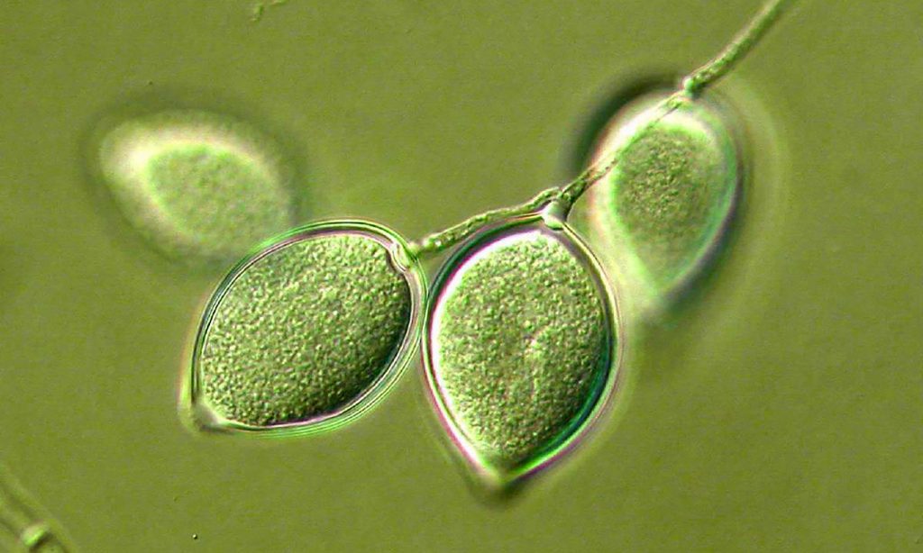 Biofungicida T34 Biocontrol enfermedades autorizadas Phytophtora spp.