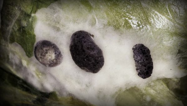 Biofungicida T34 Biocontrol enfermedades autorizadas Sclerotinia spp.