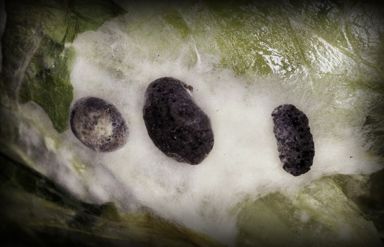 Biofungicida T34 Biocontrol enfermedades autorizadas Sclerotinia spp.