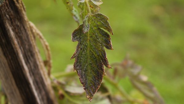 Cultivos protegidos por T34 Biocontrolcontra Verticillium spp. en ornamentales