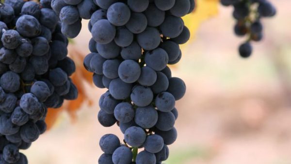 Enfermedades controladas por T34 Biocontrol para uva. Botrytis spp.