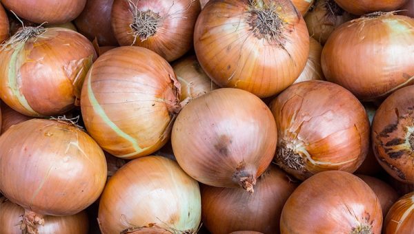 Enfermedades controladas por T34 Biocontrol para cebolla. Fusarium spp. Sclerotinia spp. Rhizoctonia spp. Phytophtora spp. Pythium spp.