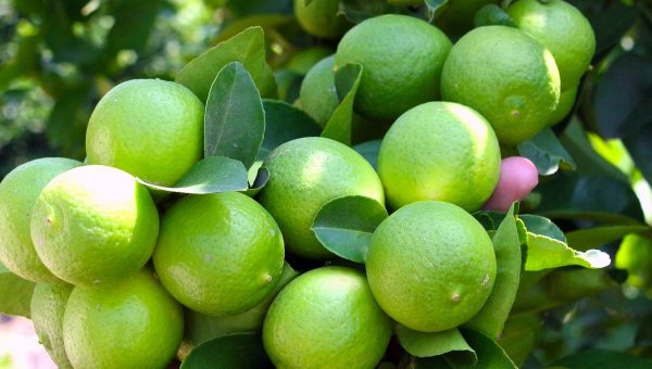 Enfermedades controladas por T34 Biocontrol para cÃ­tricos Fusarium spp. Sclerotinia spp. Rhizoctonia spp. Phytophtora spp. Pythium spp. Phytophtora spp.