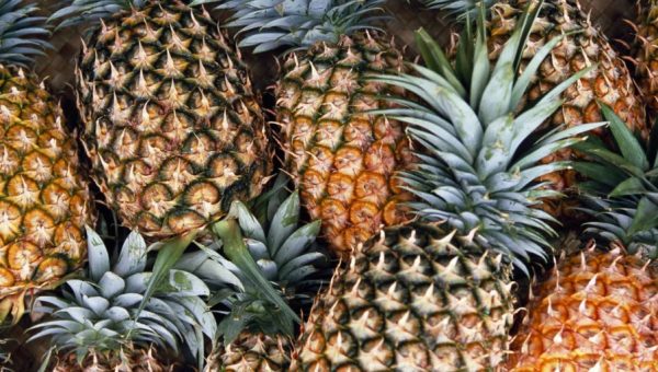 Enfermedades controladas por T34 Biocontrol para cultivos de piña. Fusarium spp. Sclerotinia spp. Rhizoctonia spp. Pythium spp. Phytophtora spp.