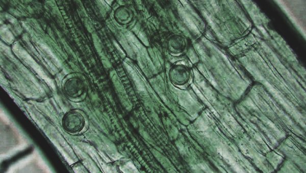 Biofungicida T34 Biocontrol enfermedades autorizadas Pythium spp.