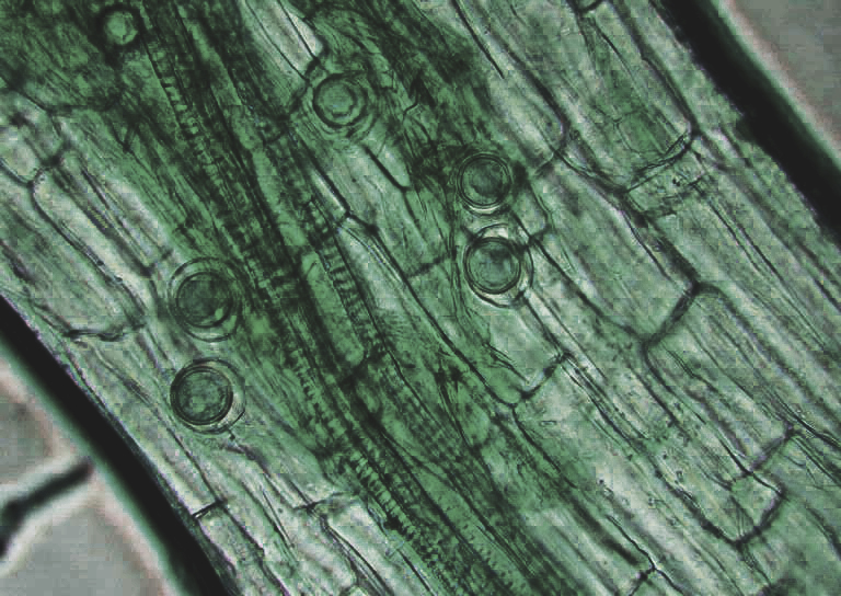 Biofungicida T34 Biocontrol enfermedades autorizadas Pythium spp.