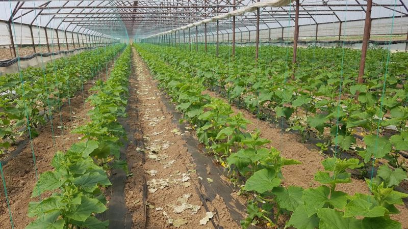 Cultivos en invernadero tratados con T34 Biocontrol Reino Unido