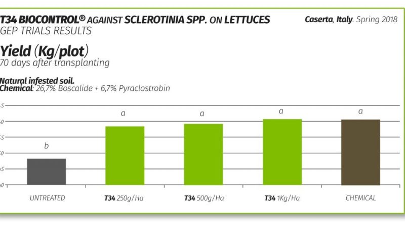 Tabla resultados T34 Biocontrol contra Sclerotinia en lechuga y vegetales de hoja.