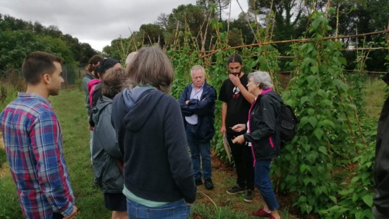 Isabel Trillas formación