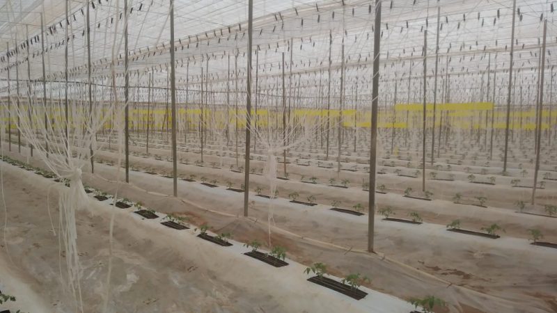 Tomate en invernadero tratado con T34 Biocontrol en Marruecos