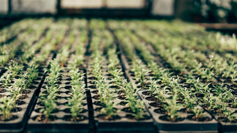 Brotes verdes, cosecha propia, sustrato para plantas