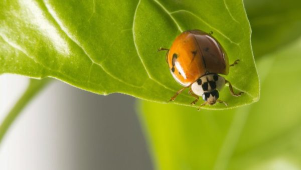 Control integrado de plagas y enfermedades