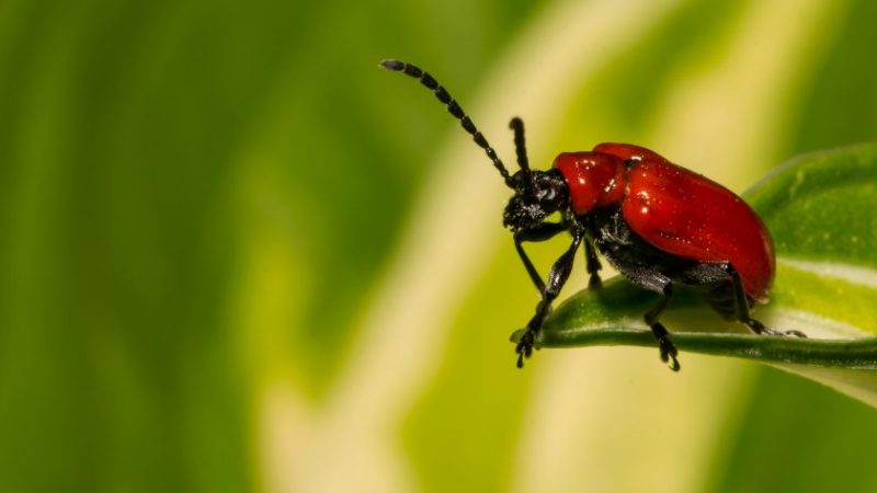 Control integrado de plagas y enfermedades