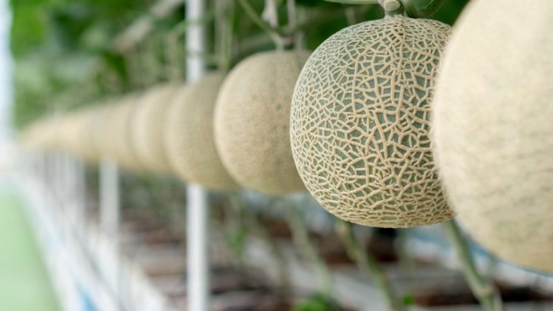 Cultivo melón en invernadero
