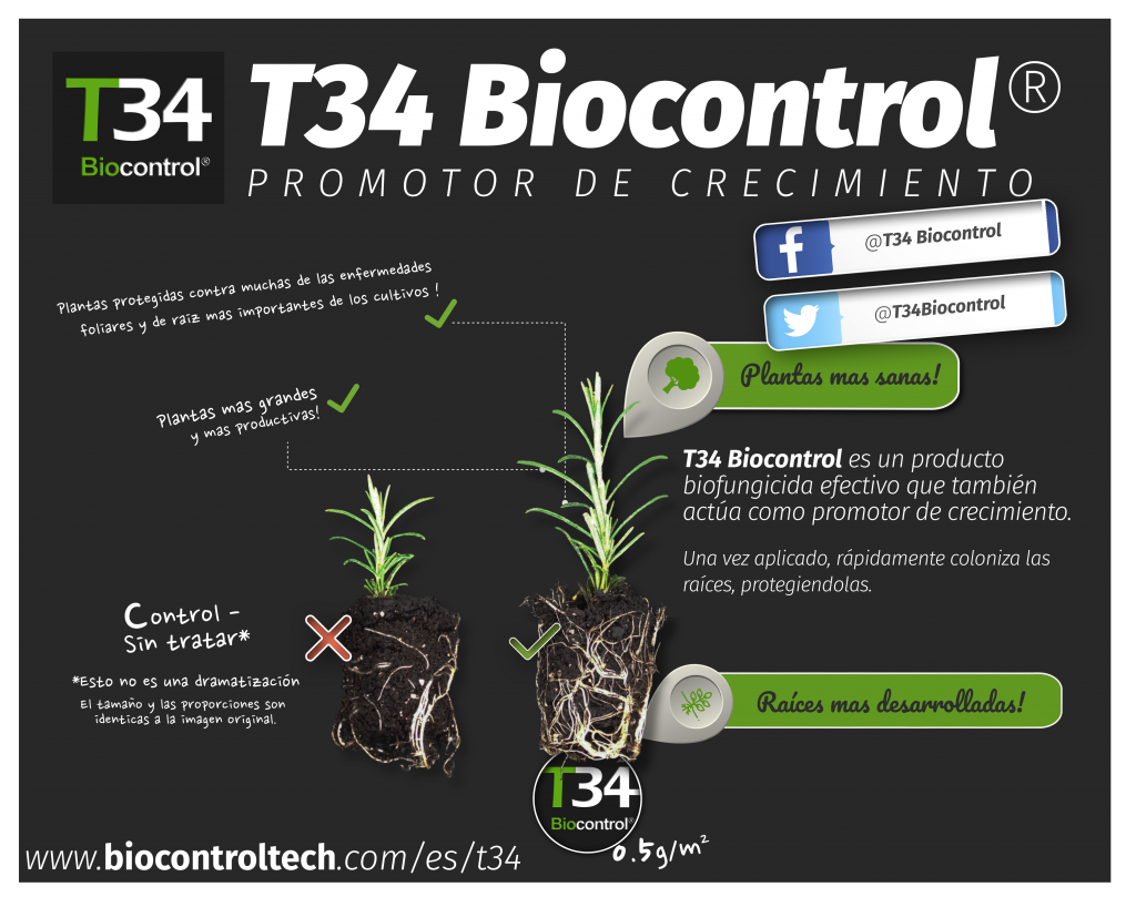 Uso T34 biocontrol en lavanda. Comparativa crecimiento