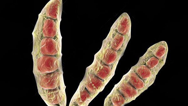 Imagen microscópica de esporas de Fusarium oxysporum, un hongo fitopatógeno. Se observan estructuras alargadas con compartimentos internos rojizos, caracterÃ­sticos de sus macroconidios. Este hongo es responsable de causar marchitez vascular en numerosas especies vegetales.