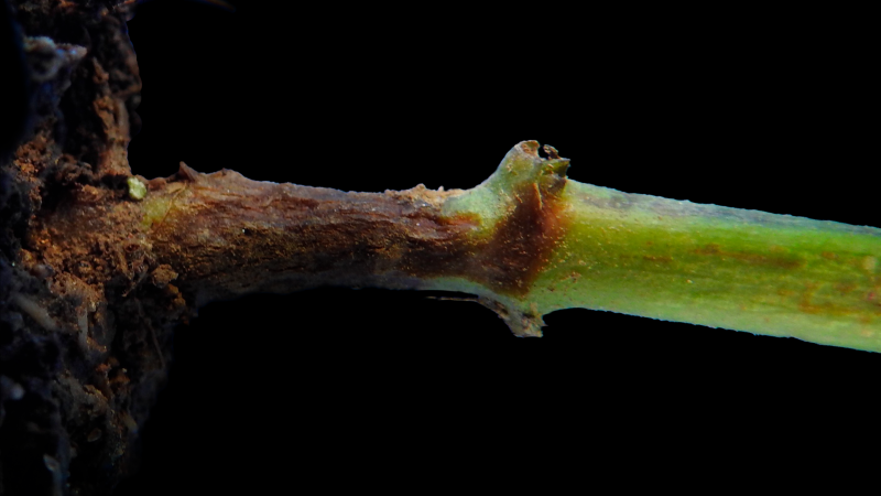 Primer plano de un tallo de planta de pimiento con sÃ­ntomas de infección por Pythium. Se observa una zona de pudrición oscura en la base del tallo, con tejido necrosado y pérdida de firmeza, tÃ­pica de la enfermedad causada por este patógeno del suelo.