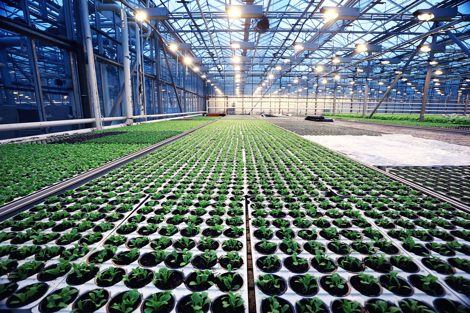 agribusiness greenhouse seedling spring