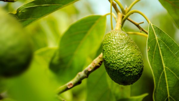 Primer plano de un aguacate verde colgando de una rama en un árbol, rodeado de hojas verdes. La luz natural resalta la textura rugosa del fruto y la frescura del entorno, con un fondo desenfocado que sugiere un cultivo de aguacates.