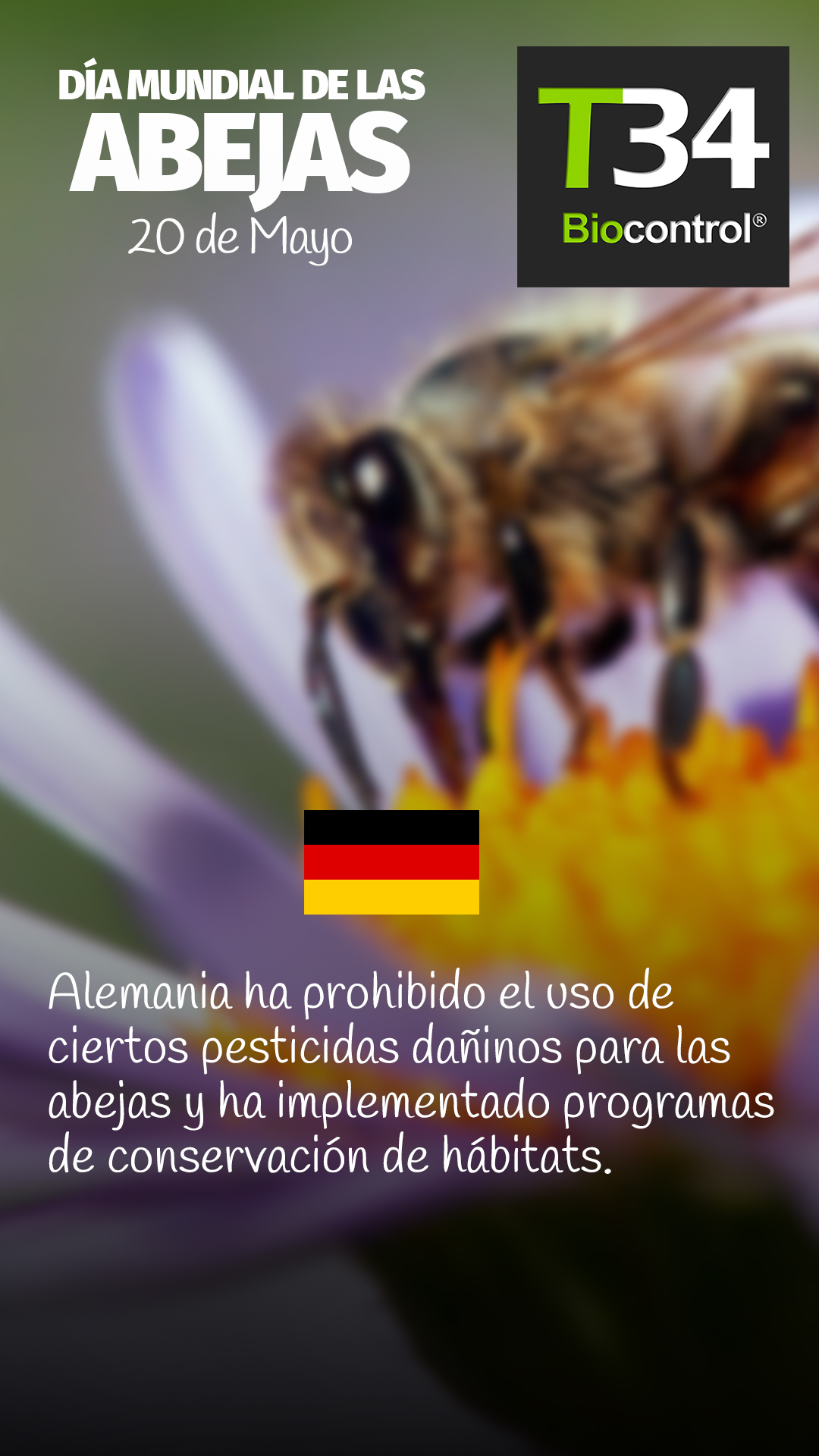 DIAMUNDIAL_ABEJAS_002