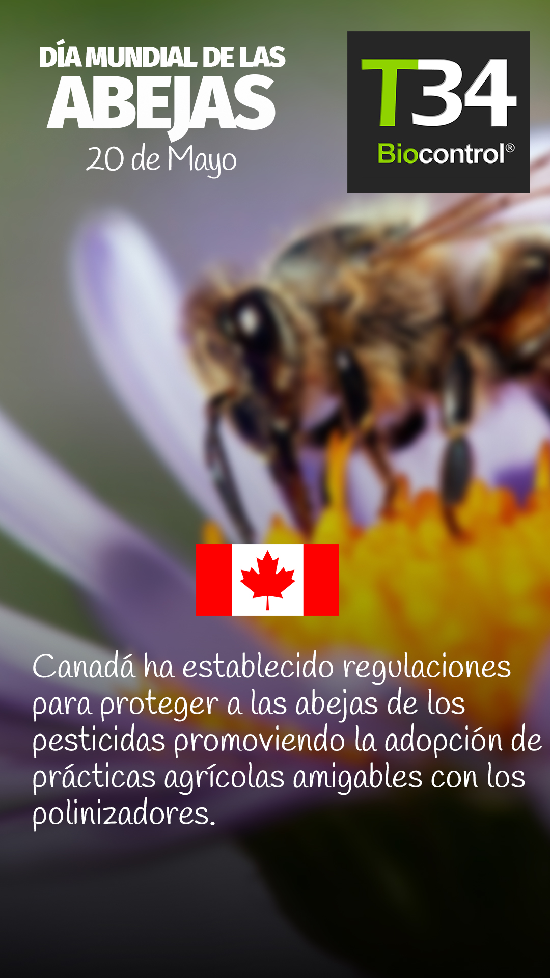 DIAMUNDIAL_ABEJAS_005