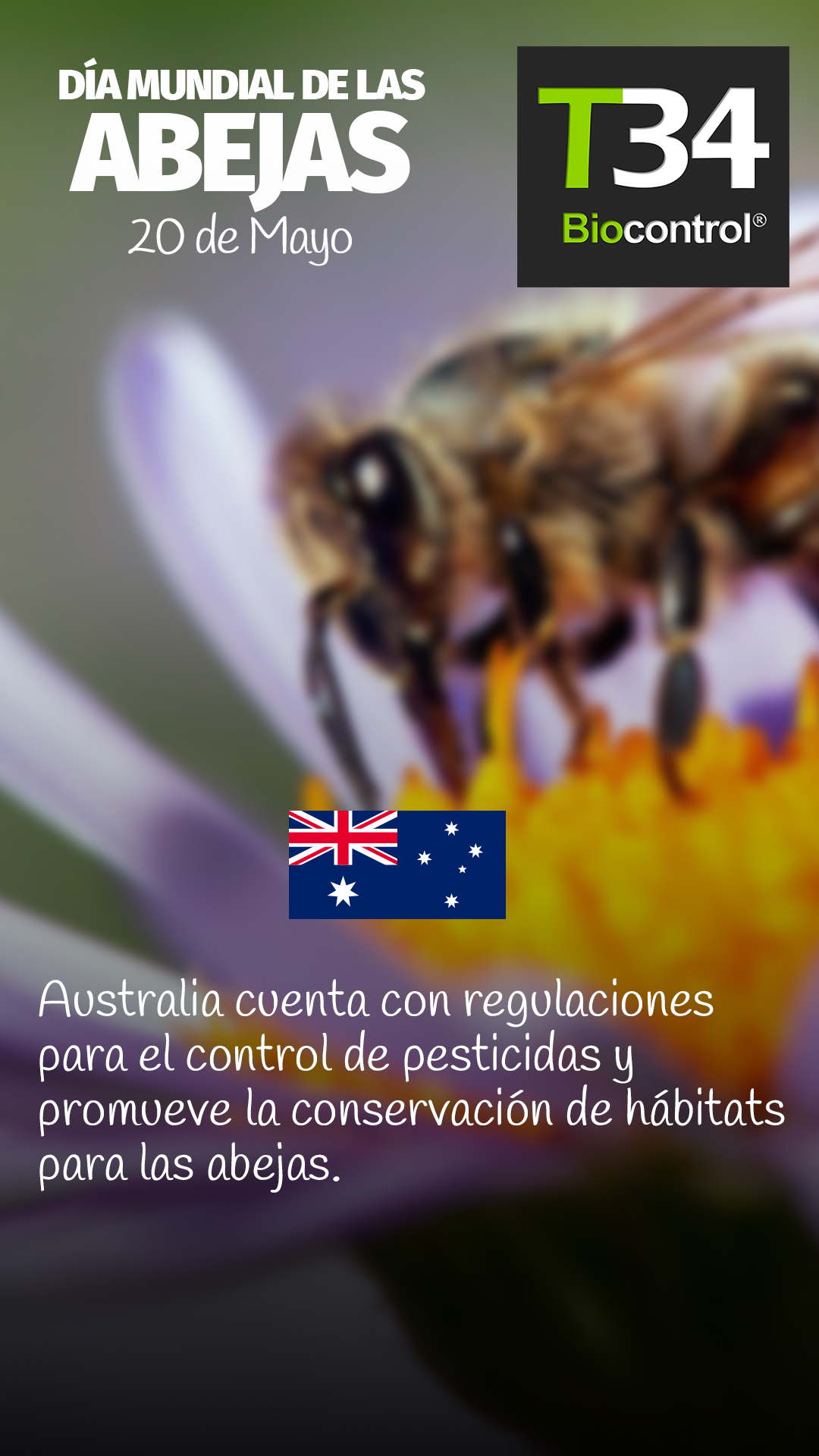 DIAMUNDIAL_ABEJAS_006
