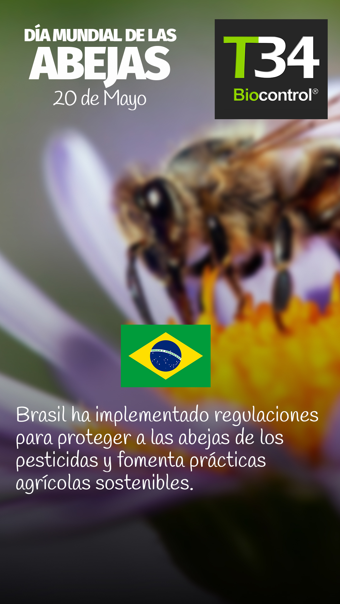 DIAMUNDIAL_ABEJAS_007