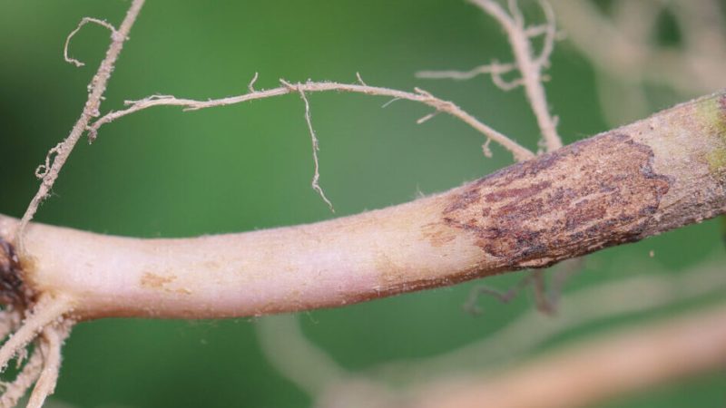 Primer plano de una planta con sÃ­ntomas de infección por Rhizoctonia solani. Se observan lesiones necróticas marrones en la base del tallo y raÃ­ces, con signos de pudrición seca. La textura dañada del tejido es caracterÃ­stica de la enfermedad causada por este hongo del suelo.