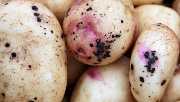 Primer plano de patatas afectadas por Rhizoctonia solani, mostrando manchas oscuras irregulares y lesiones necróticas en la piel. Algunas áreas presentan una coloración rosada y grietas superficiales, sÃ­ntomas caracterÃ­sticos de la sarna negra causada por este hongo del suelo.