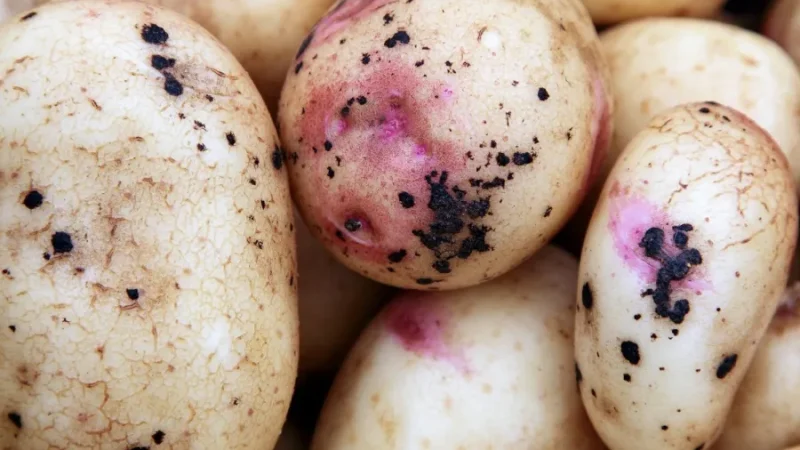 Primer plano de patatas afectadas por Rhizoctonia solani, mostrando manchas oscuras irregulares y lesiones necróticas en la piel. Algunas áreas presentan una coloración rosada y grietas superficiales, sÃ­ntomas caracterÃ­sticos de la sarna negra causada por este hongo del suelo.