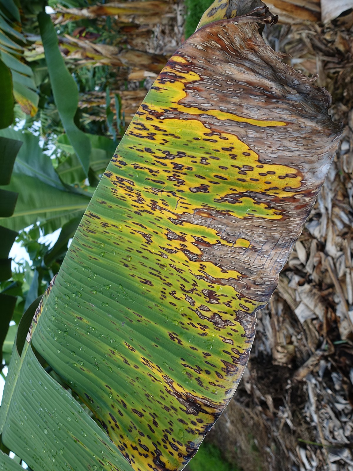 Control of black sigatoka in banana and plantain crops. | Biocontrol ...
