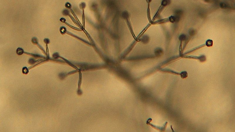Estructura microscópica de un hongo del género Verticillium, mostrando hifas y conidióforos con conidios.