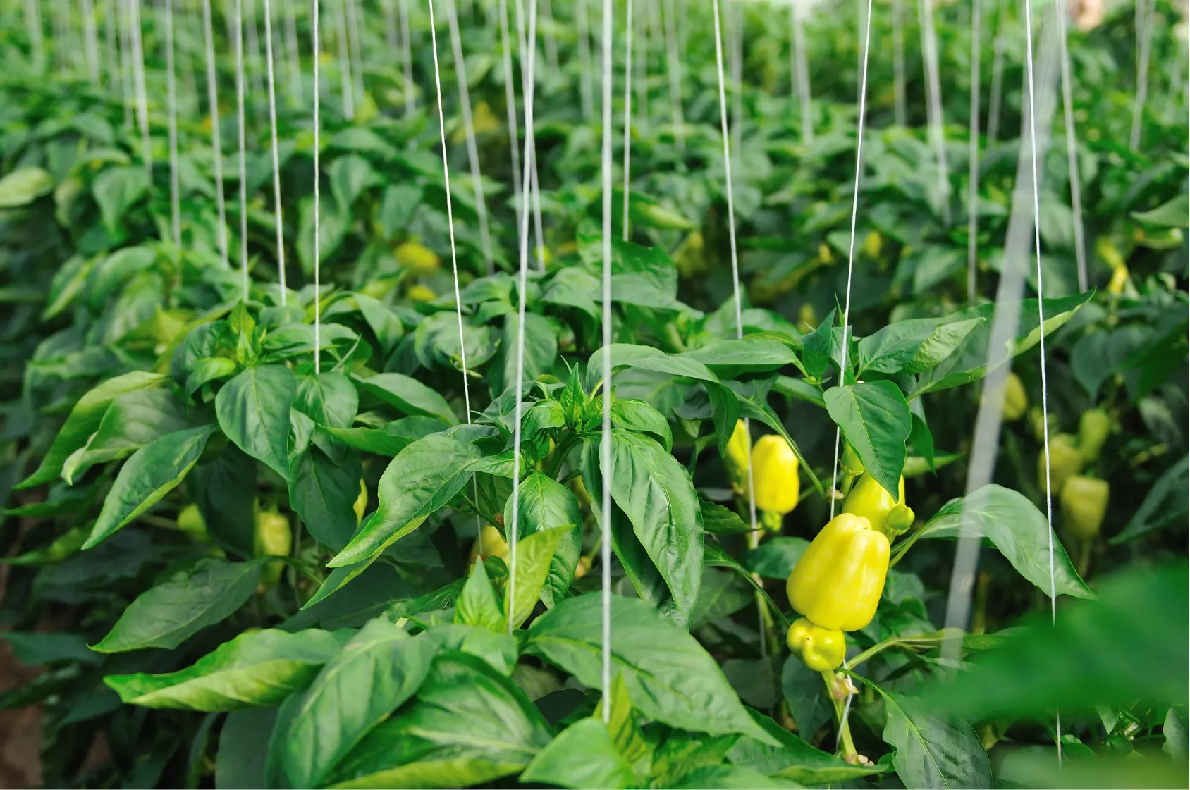 Cultivo de pimiento en invernadero de Almería tratado con T34 Biocontrol
